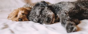 Sleeping Dog 