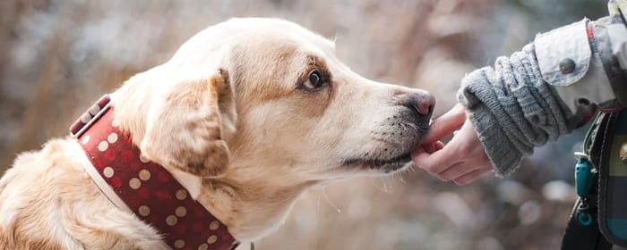 Labrador