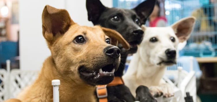 Cute Dogs 